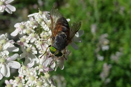 Philipomyia aprica